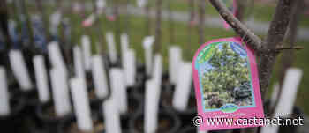 NeighbourWoods program trying to grow Kelowna's urban forest - Kelowna News - Castanet.net