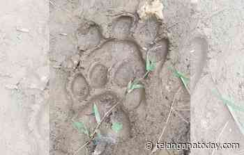 Tiger movement in erstwhile Warangal keeps people, forest officials on tenterhooks - Telangana Today