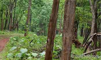 I delivered N2.5m ransom to my in-law’s abductors inside forest -RCCG worshipper - Punch Newspapers