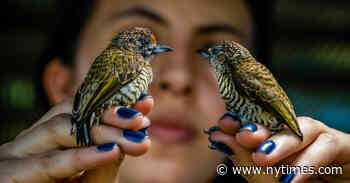 Searching for Bird Life in a Former ‘Ocean of Forest’ - The New York Times