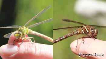 Naturalist Brian Keating on the differences between 2 fairytale-like bugs: damselflies and dragonflies