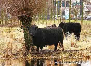 Alphen gaat geen oude koeien meer uit de sloot halen (en de jonge trouwens ook niet) - Leidsch Dagblad