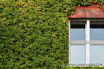 Nu ook gevelgroen verkrijgbaar bij ‘Behaag onze Kempen’