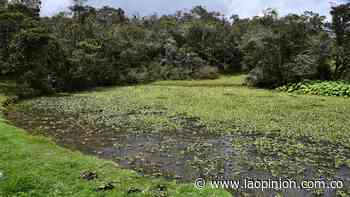 El “buchón de agua” asfixia dos lagunas en Mutiscua - La Opinión Cúcuta