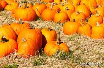 Popular Aurora Area Pumpkin Patches - Patch.com