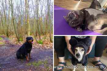 The cutest south east London dogs - as sent in by you