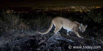 Mom saves 5-year-old son during mountain lion attack in front yard