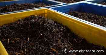 Organic food revolution in Sri Lanka threatens its tea industry - Al Jazeera English