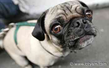 24m cats and dogs in UK: Pet food giant Jollyes eyes 20 new shops as pet ownership explodes - City A.M.