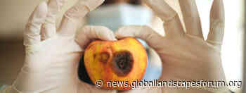 How to safeguard the global food system from future pandemics - Landscape News
