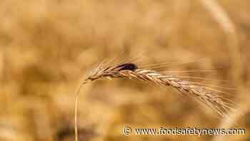 Europe sets new ergot alkaloids limits - Food Safety News