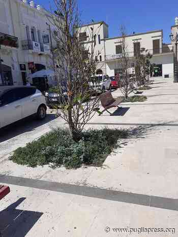 Manduria: Verde pubblico trascurato: le magnolie di corso XX Settembre rischiano di far la stessa fine delle palme. - Puglia Press