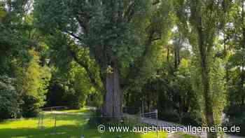 Stadt Augsburg sichert bei Baumkontrollen eine 100 Jahre alte Pappel
