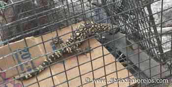 Capturan en Cuernavaca a un "monstruo de Gila" - Diario de Morelos