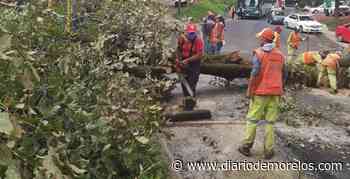 Cae árbol sobre la México-Cuernavaca - Diario de Morelos