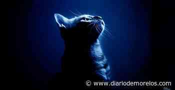 Piden justicia para gatitos quemados vivos por sujeto en Cuernavaca - Diario de Morelos