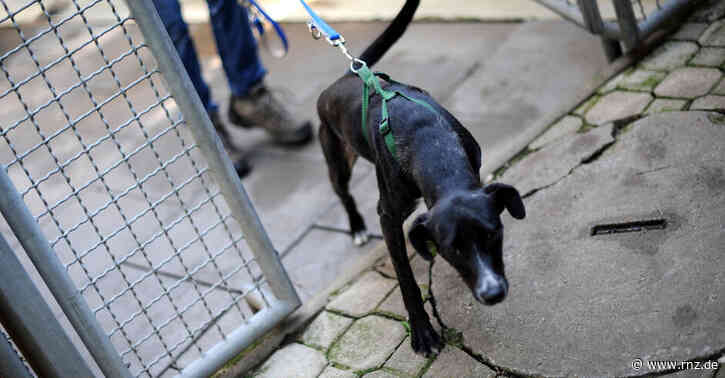 Mannheim:  Hund bei Verkehrsunfall schwer verletzt