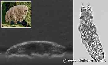 Clip reveals how tiny 'indestructible' tardigrades have a 'regular gait' similar to insects