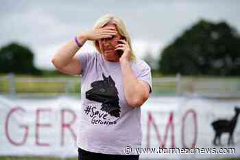 Owner of Geronimo the alpaca calls for Environment Secretary to resign - Barrhead News