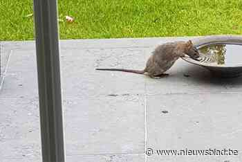 Rattenvangers mogen opnieuw in tuinen vangen, als het noodzakelijk is