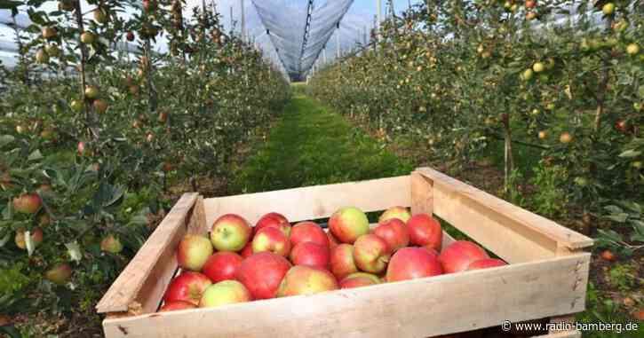 Apfelbauer rechnen mit durchschnittlicher Ernte