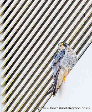 Blackburn's protected falcons back in town centre