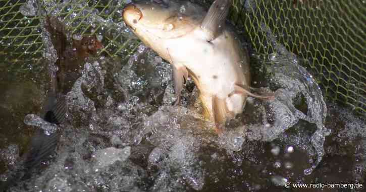 In Franken startet die Karpfensaison