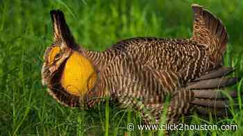 ‘A uniquely Texas bird’: Houston Zoo breeding critically endangered prairie chicken - KPRC Click2Houston