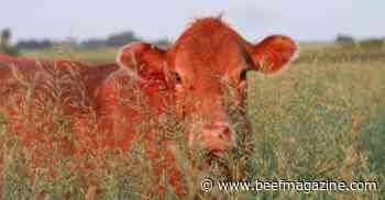 Refrigeration shortages, drought, printed Wagyu, Argentina exports