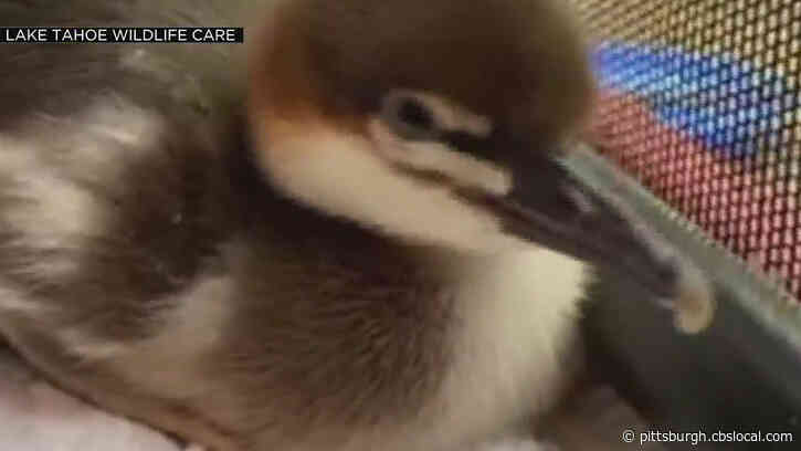 ‘Animals Are Running For Their Lives’: Wildlife Rescue Groups Rush Animals Away From Flames