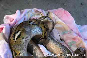 Second 10ft python found in country lane - St Helens Star