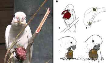 Wild cockatoos can make utensils out of branches to open fruit stones, study shows