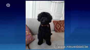 Verdachte in beeld: verschillende tips binnengekomen over hond die dwergpoedel doodbeet