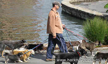 Puppy-dog explosion and vanishing kittens - Hackney Citizen