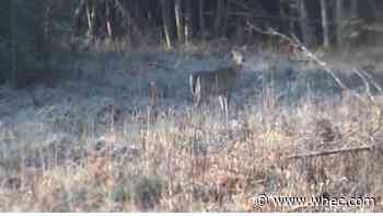 Hunters, heads up, there are new rules for bear and deer hunting