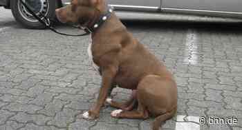 Alkoholisierter Mann greift Diensthund der Polizei in Bruchsal an - BNN - Badische Neueste Nachrichten