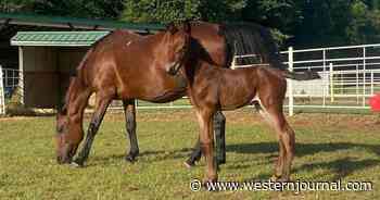 Horse Survives Horrific Crash on the Way to Slaughter, Miraculously Gives Birth to Healthy Colt