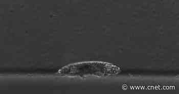 Watch tardigrades take an adorable stroll on their stubby little legs     - CNET