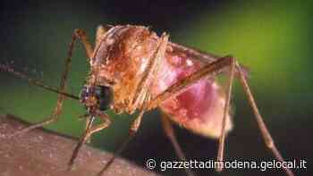 Modena, Virus West Nile, altri due uomini ricoverati - La Gazzetta di Modena