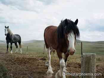 'Beggars my belief:' U of S vet baffled by ivermectin COVID-19 myth