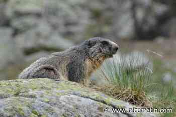 "La chasse à la marmotte doit cesser" dans les Alpes-Maritimes réclame un député azuréen