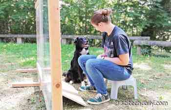 Theory of Mind: Dogs Can Understand Human Intentions