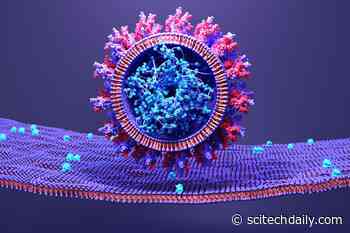 Scientists Discover Opportunity To Disrupt SARS-CoV-2 Dynamics, Prevent COVID-19 Transmission