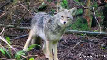 'Not normal behaviour': Coyote attacks continue in Vancouver's Stanley Park, conservation officer says