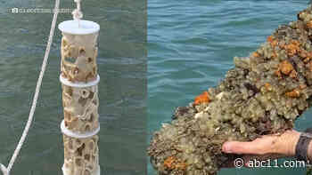Bay Area man uses 3D printer for good in hopes of restoring coral reefs impacted by climate change