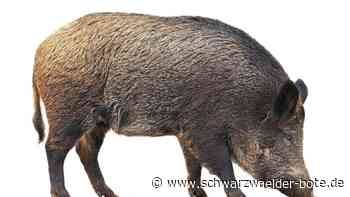 Wildschweinplage in Schömberg: Neue Formen der Jagd ausprobieren