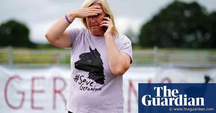 Geronimo’s owner says UK government 'planned to murder' alpaca – video