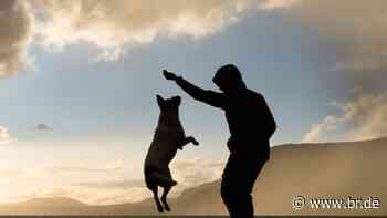 Hund beim Gassigehen in Bamberg geklaut - BR24