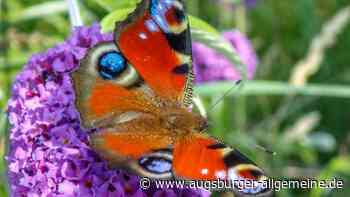Tagpfauenaugen: Rettung für eine bedrohte Schönheit - Augsburger Allgemeine