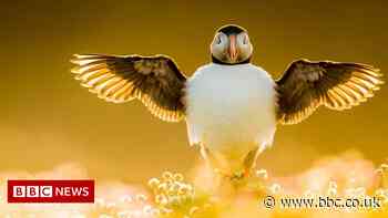 Majestic birds caught by the camera